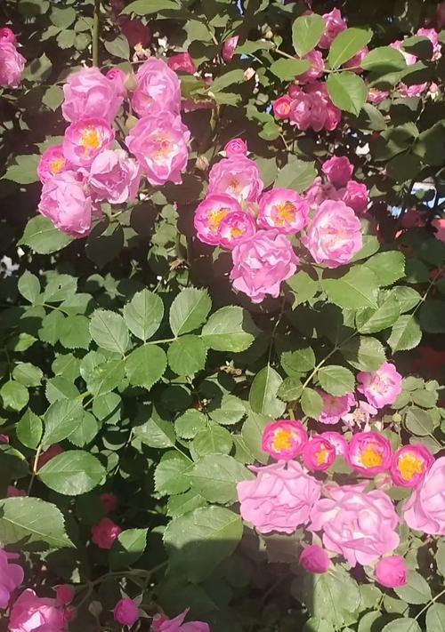 血红蔷薇的花语代表什么？