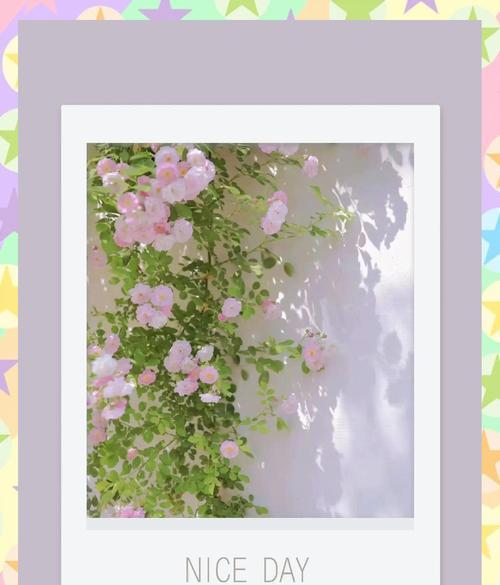 血红蔷薇的花语代表什么？