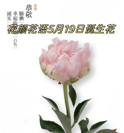 花的故事和花语如何结合？它们传达了哪些信息？