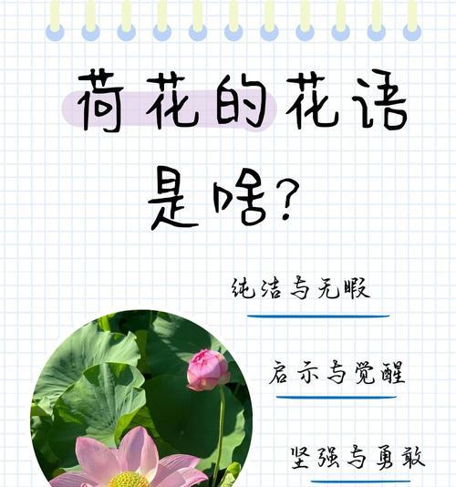 花语是教导的花有哪些？它们如何启发我们？