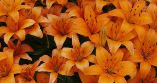 橙色海芋的花语是什么？它在情感表达中代表什么？