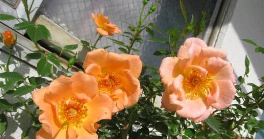 橙色海芋的花语是什么？它在情感表达中代表什么？
