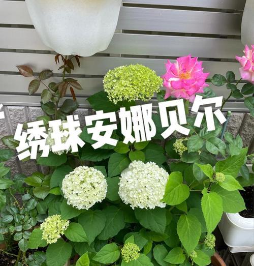 安娜绣球花花语是什么？它在园艺中有什么特别之处？
