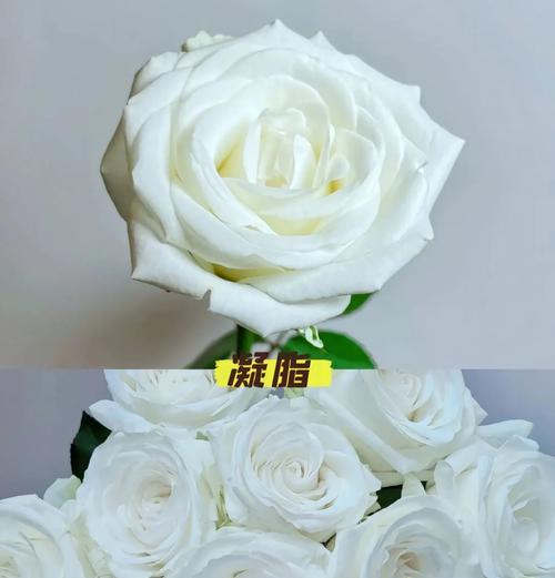 白玫瑰主要花语是什么？它如何表达纯洁的爱？