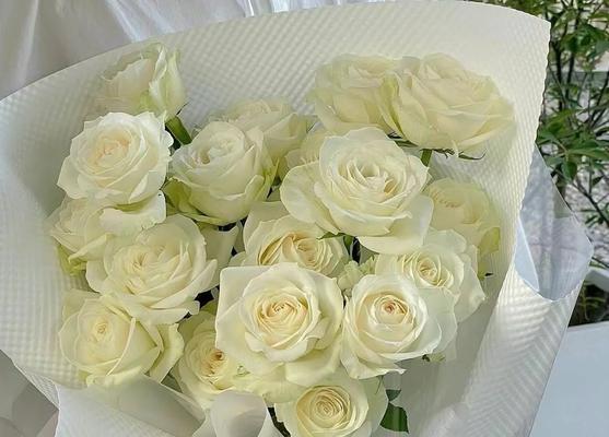 白玫瑰主要花语是什么？它如何表达纯洁的爱？