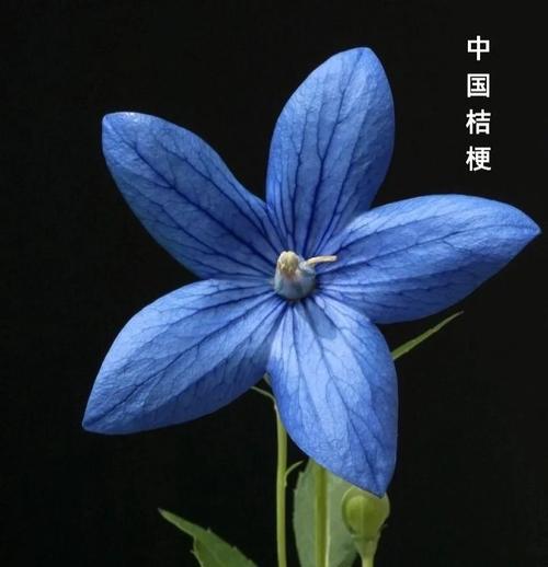 蓝色蝴蝶花花语是什么？它如何吸引人们的注意？