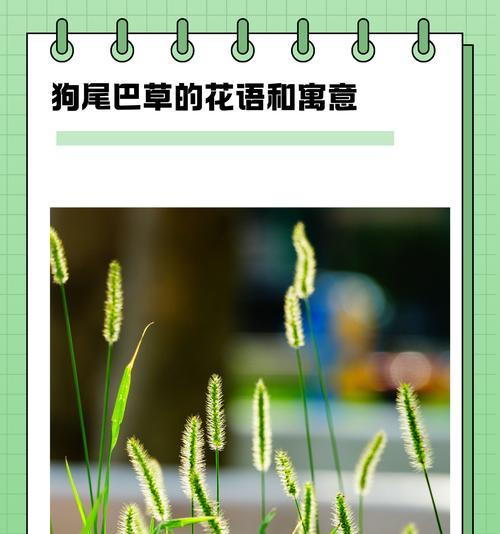 向的花语和寓意是什么？它在花语中代表什么？