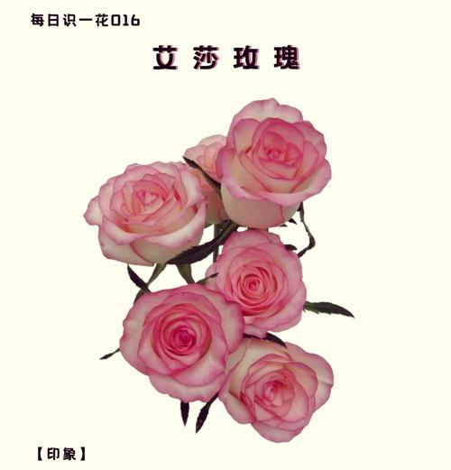 向的花语和寓意是什么？它在花语中代表什么？