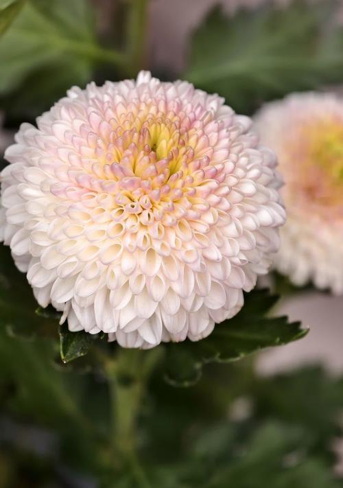 白绿色菊花花语是什么？它在文化中有什么特别含义？
