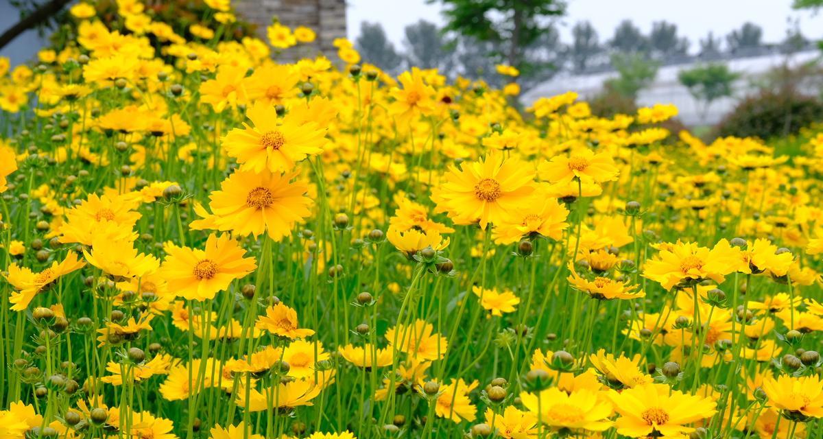 白绿色菊花花语是什么？它在文化中有什么特别含义？