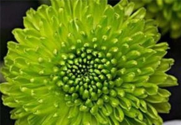 白绿色菊花花语是什么？它在文化中有什么特别含义？