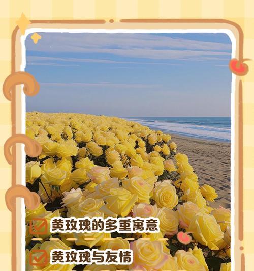 进口黄玫瑰花语是什么？它如何表达特别的情感？