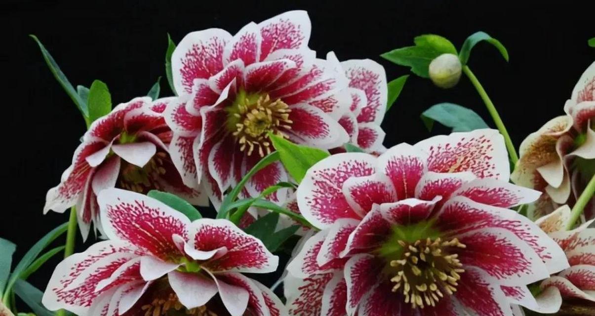 圣诞礼物的花语是什么？如何挑选寓意吉祥的花卉？