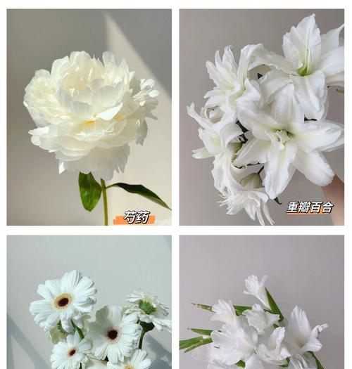 圣诞礼物的花语是什么？如何挑选寓意吉祥的花卉？