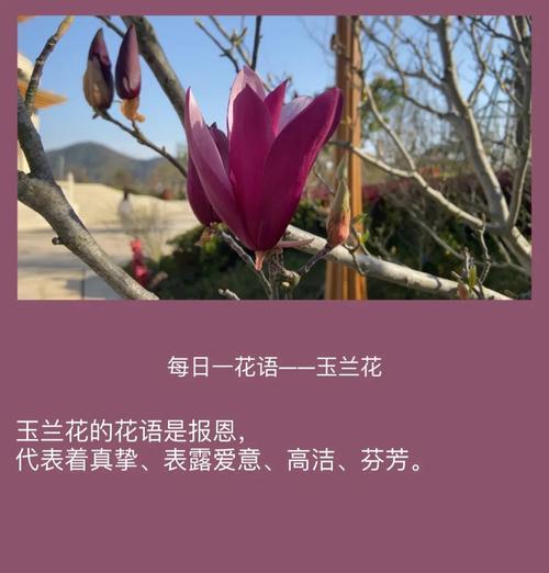 广州市花是什么？广州市花的花语有何特别含义？