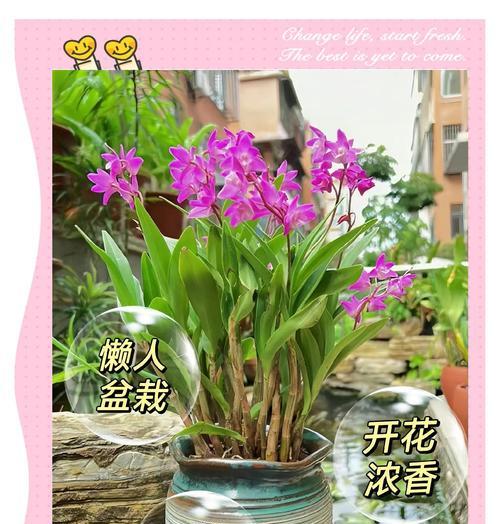 白石斛兰的花语有哪些？如何用白石斛兰表达爱意？