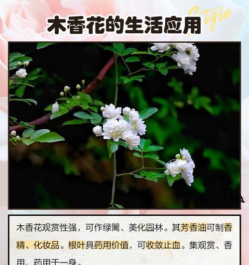 小叶蓉花的花语是什么？小叶蓉花象征着什么？