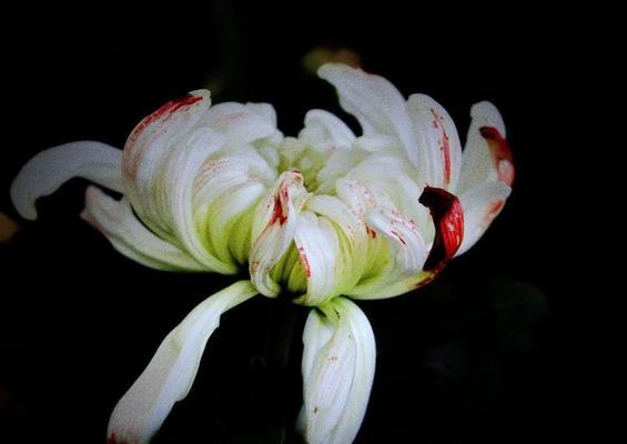 黑色菊花的花语是什么？黑色菊花在花语中代表什么？