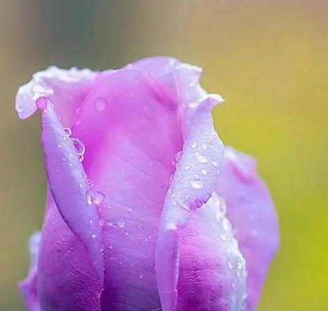 紫色小雏菊的花语是什么？紫色小雏菊象征着什么？
