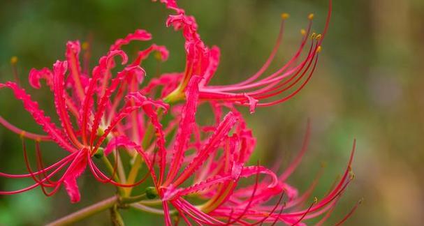 无助的花的花语是什么？无助的花在花语中代表什么？