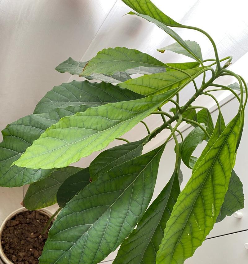 牛油果树的外观特征是什么？