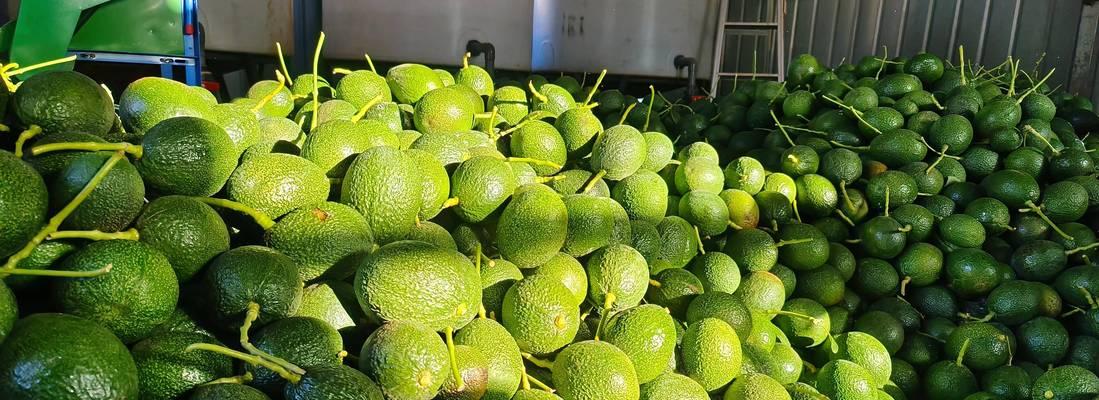 牛油果树的外观特征是什么？