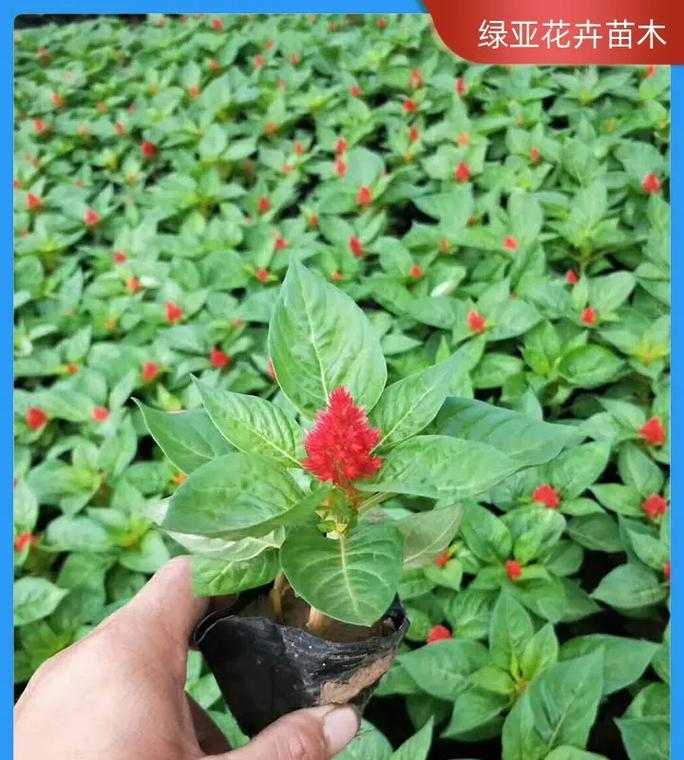 花草品种名称是什么？如何识别不同花草品种？