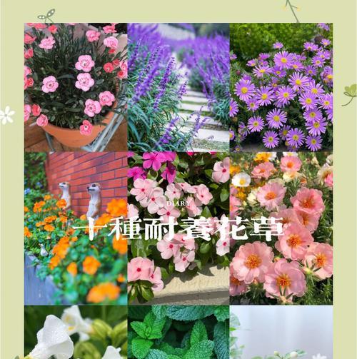 花草品种名称是什么？如何识别不同花草品种？