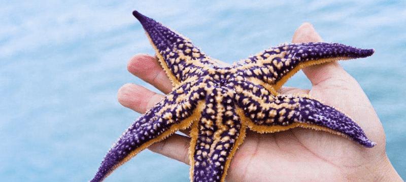 海星的养殖条件是什么？如何保持其健康？