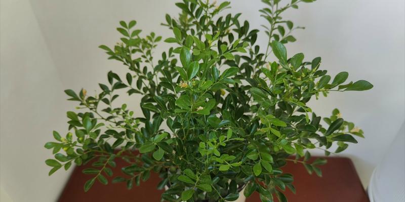 植物叶子发黄的原因是什么？如何解决植物叶子变黄的问题？