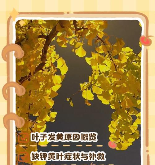 植物叶子发黄的原因是什么？如何解决植物叶子变黄的问题？