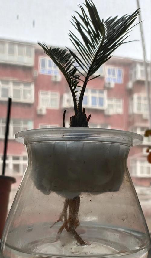 水养一帆风顺需要注意哪些事项？