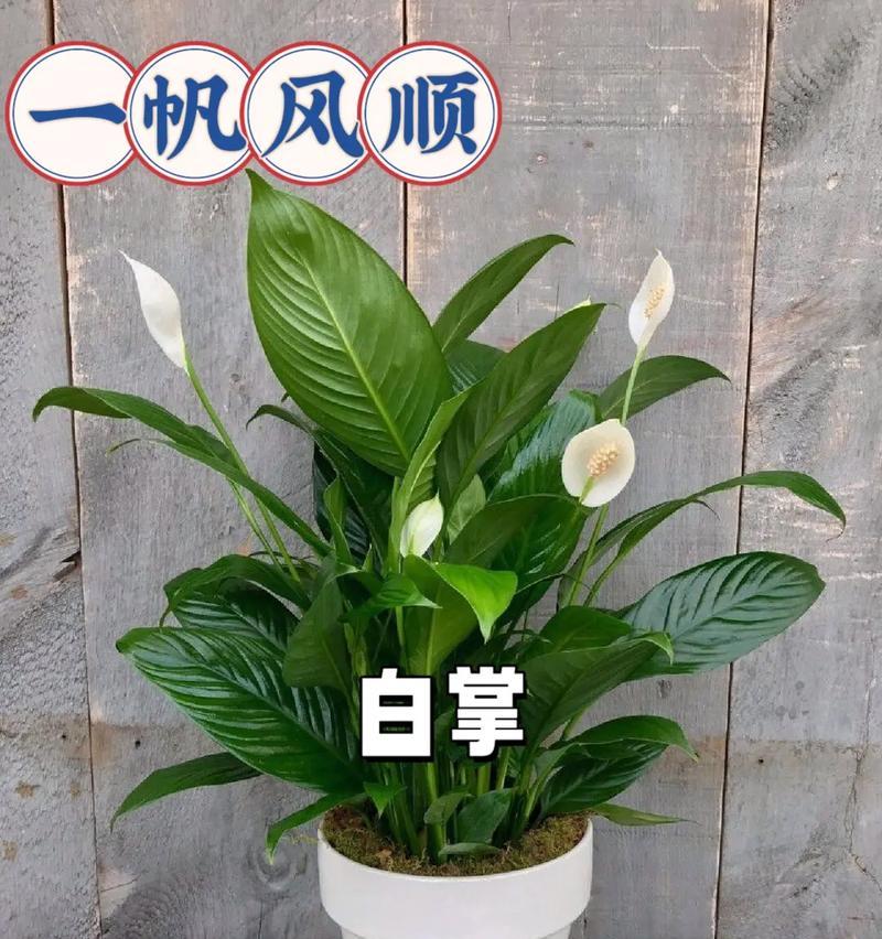 水养一帆风顺需要注意哪些事项？