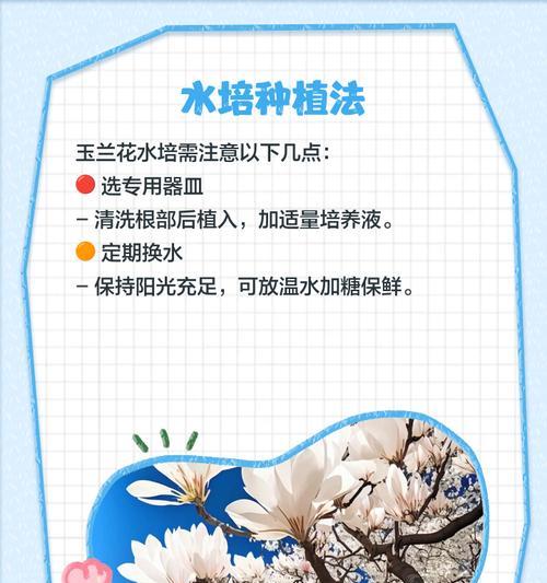 玉兰养护的常见问题有哪些？