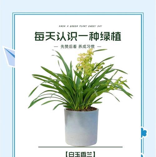 玉兰养护的常见问题有哪些？