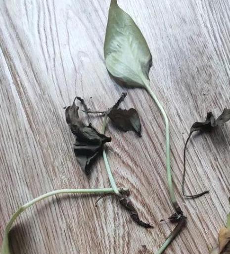绿萝叶子裂开是什么原因导致的？