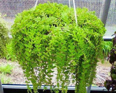 吊盆植物有哪些推荐？如何选择？