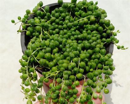 吊盆植物有哪些推荐？如何选择？