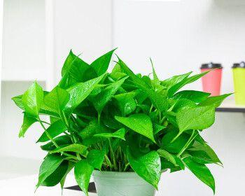 吊盆植物有哪些推荐？如何选择？
