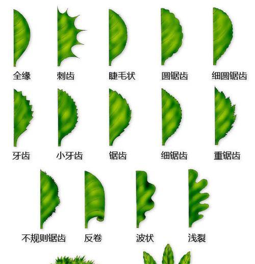 叶子品种繁多，叶子的品种有哪些？