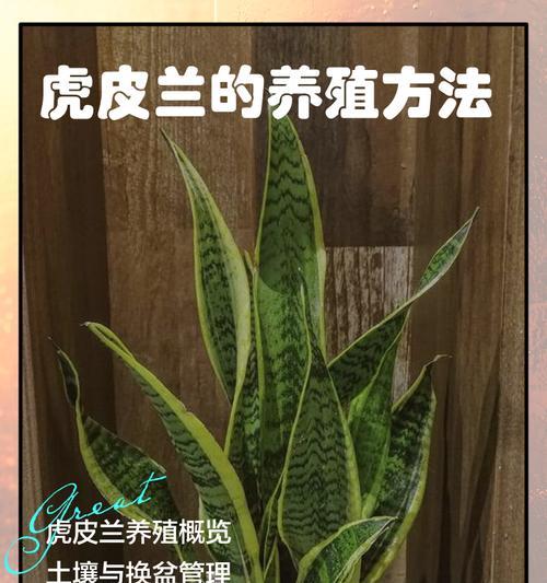 虎尾兰的养殖方法有哪些？