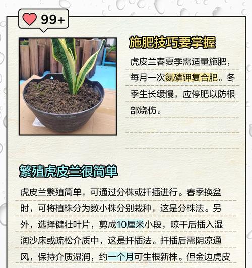 虎尾兰的养殖方法有哪些？