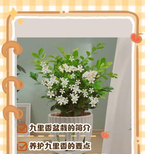 九里香木材的用途是什么？