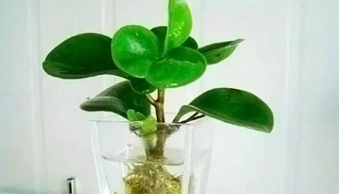 豆瓣绿的养殖方法是什么？如何保持豆瓣绿的健康？