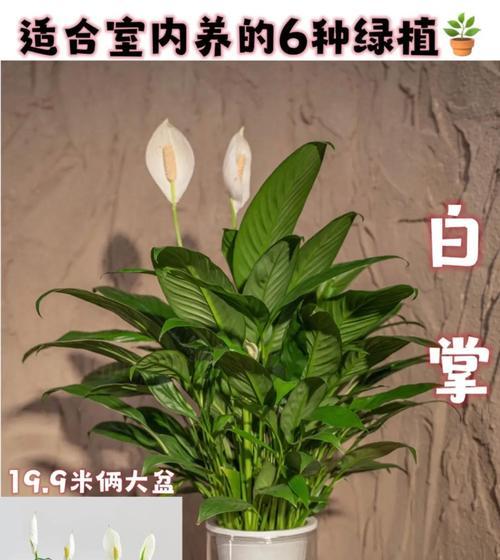 白掌花颜色变化的原因及解决办法？