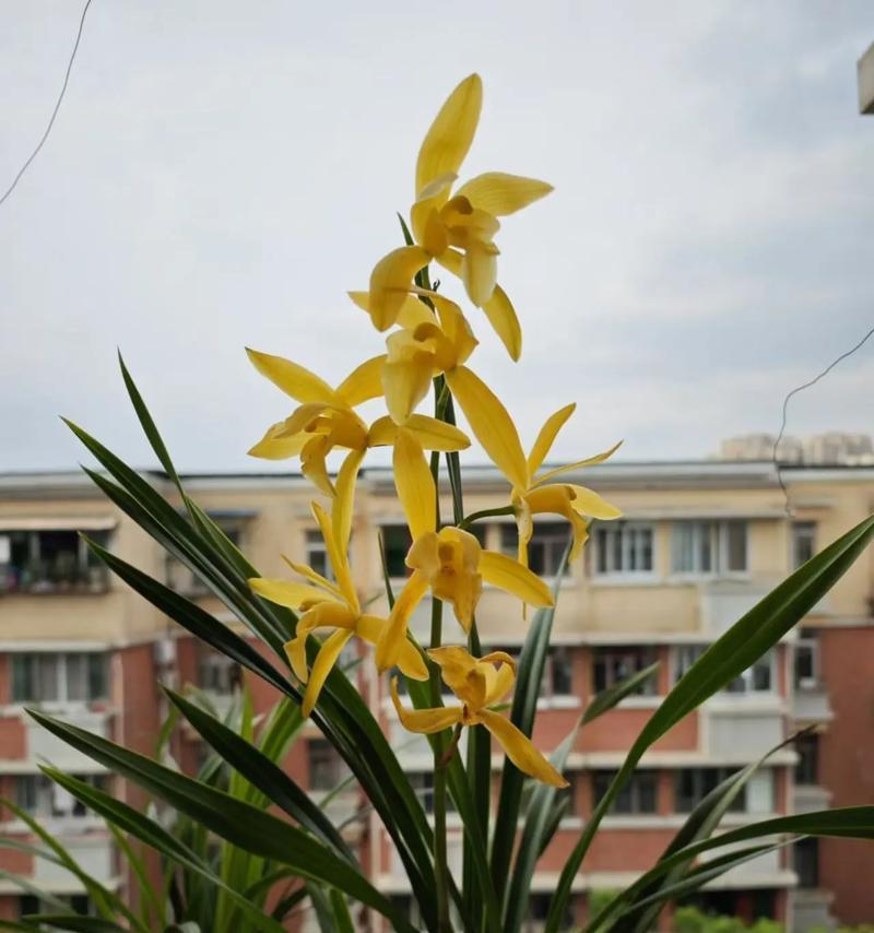 兰花开花品种有哪些？如何挑选兰花开花品种？