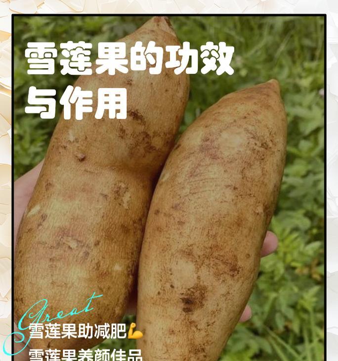雪莲的养殖方法是什么？如何保持其生长？