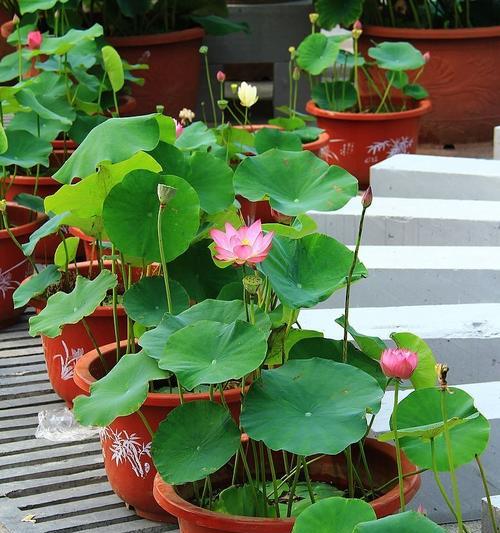 盆栽荷花品种如何选择？盆栽荷花品种的养护技巧是什么？