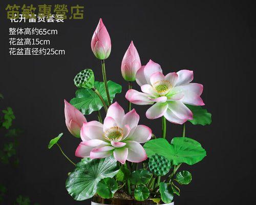 盆栽荷花品种如何选择？盆栽荷花品种的养护技巧是什么？