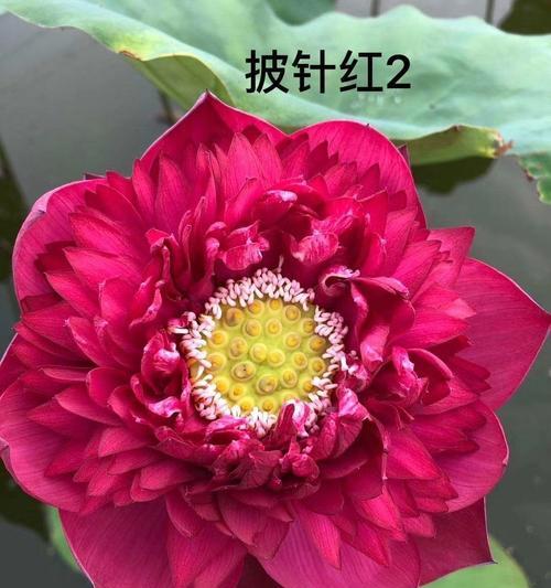 盆栽荷花品种如何选择？盆栽荷花品种的养护技巧是什么？